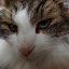 author photo