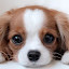 author photo