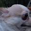 author photo