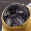 author photo