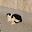 @斑鳩-q7t