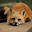 @もゃし-fox