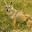 @jackal0v09
