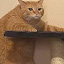 author photo