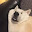 @柴イッヌ-l8q