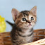 author photo