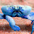 Blue Crab