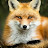 Red Fox