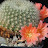 Rebutia