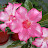 Elen S Adenium pluS