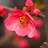 Plum Blossom