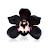 Black Orchid