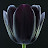 Tulipe Noire