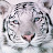 White Tiger