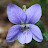 Diotima Viola